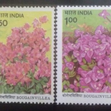 Bougainvillea (Set of 2)