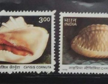 International year of the ocean:Sea Shells of Andaman & Nicobar Island (Set of 4)
