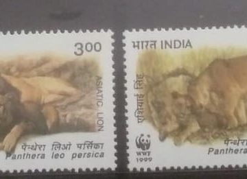 Endangered Species: Asiatic Lion (Set of 4)