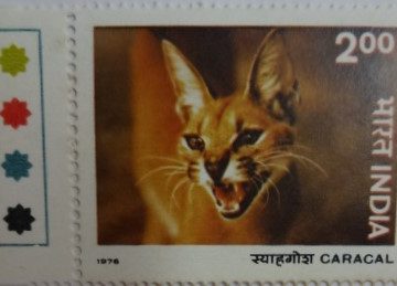 Caracal (Hinged/Gum Wash)