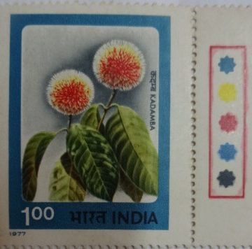 Kadamba (Hinged/Gum Wash)