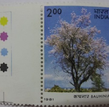 Bauhinia bariegate Bauhinia (Hinged/Gum Wash)