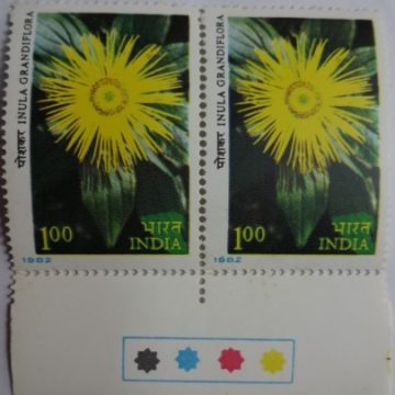 Inula grandiflora (Hinged/Gum Wash)