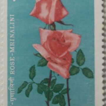 Indian Roses - Mrinalini. Rose, Flower, Botany, Hybrid Rose Rs. 1.50 - MNH Stamp