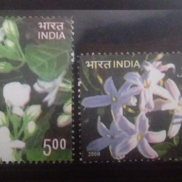 Jasmine (Set of 2)