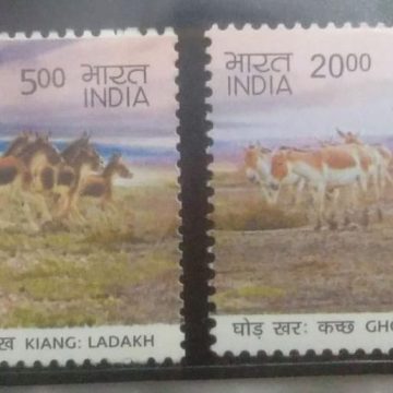 Kiang: Ladakh & Ghor Khar: Kutch Wild Asses(Set of 2)