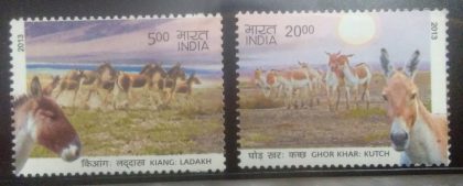 Kiang: Ladakh & Ghor Khar: Kutch Wild Asses(Set of 2)