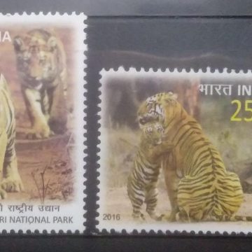Tadoba Andhari National park (Set of 2)