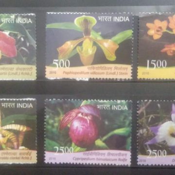 orchids of India (Set of 6)