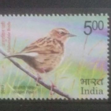 Vulnerable Birds (Set of 3)