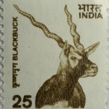 9th Series Blackbuck -25(Df)