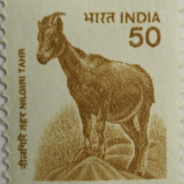 9th Series Nilgiri Tahr -50(Df)