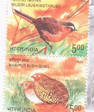 Endangered Birds (Indian Setenants)