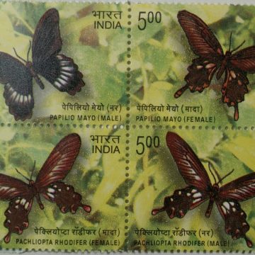 Butterflies (Indian Setenants)