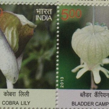 Wild Flowers of India (Horizontal strip) (Indian Setenants)
