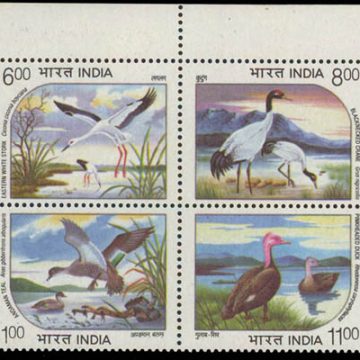 Water Bird (Indian Setenants)