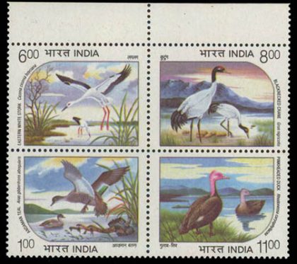 Water Bird (Indian Setenants)
