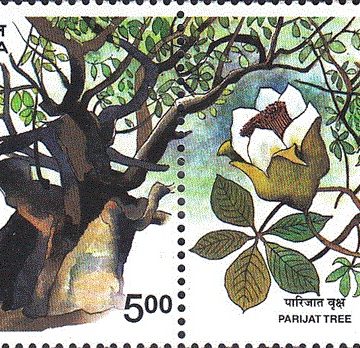 Parijal Tree (Indian Setenants)