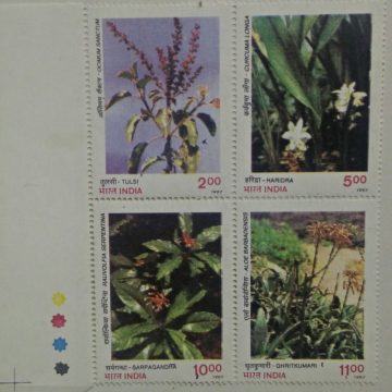 Medicine Plant (Setenant TL)