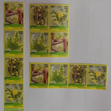 Medicine Plants set of 3 (Indian Setenants)
