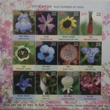 Wild Flower  (Sheetlets)