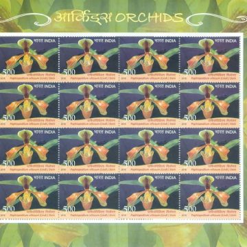 Paphiopedilum villosum Orchids (Sheetlets)