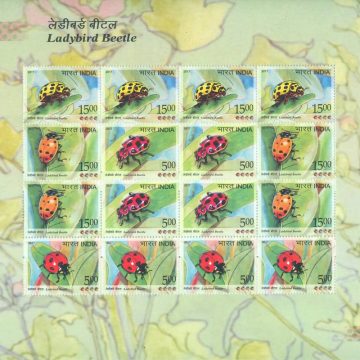 ?Ladybird Beetle (Sheetlets)