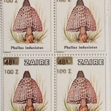 Zaire Phallus indusiatus - Block of 4
