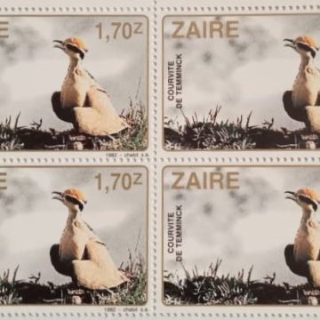 Zaire Courvite De Temminck - Block of 4