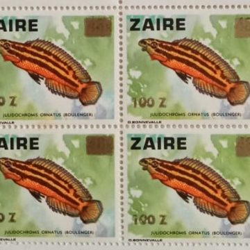 Zaire Julidochromis Ornatus - Block of 4