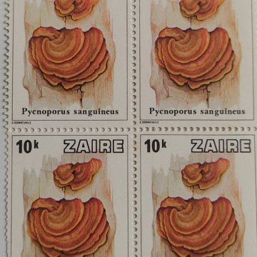 Zaire Pycnoporus sanguineus - Block of 4