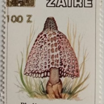 Zaire Phallus indusiatus