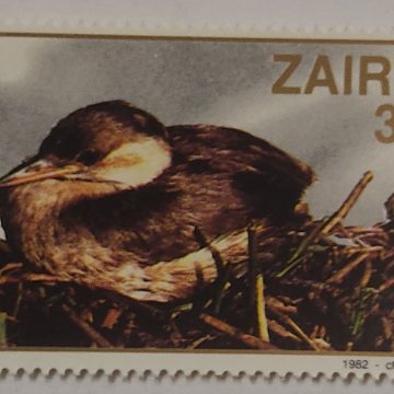 Zaire Grebe Castagneux