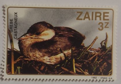 Zaire Grebe Castagneux