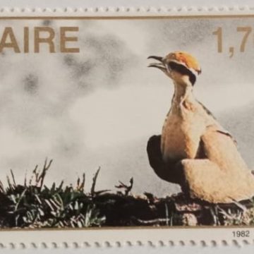 Zaire Courvite De Temminck