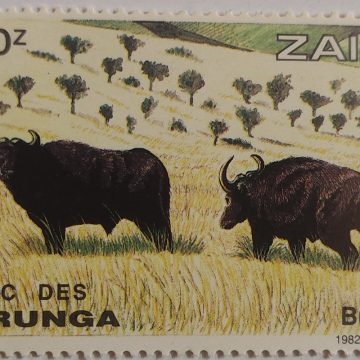Zaire Virunga