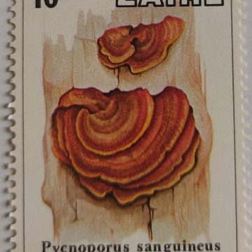 Zaire Pycnoporus sanguineus