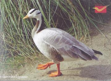 Bar-Headed goose Maxi Cards