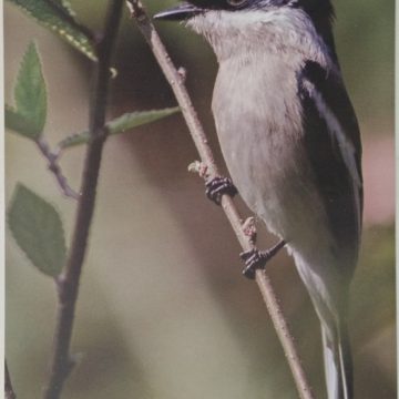 Bird of Himalayas-Bar-winged cuckoo-shrike Maxi Cards