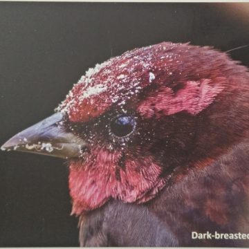 Bird of Himalayas-Dak-breasted Rosefinch Maxi Cards