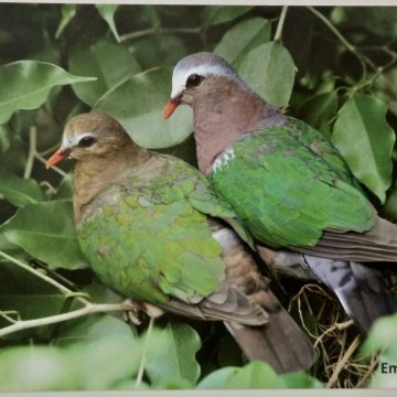 Bird of Himalayas-Emerald Dove Maxi Cards