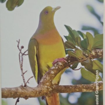 Bird of Himalayas-Orange-breasted Green Pigeon Maxi Cards