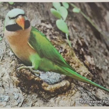 Bird of Himalayas-Red-breasted parakeet Maxi Cards