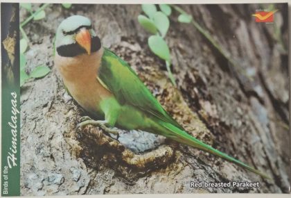 Bird of Himalayas-Red-breasted parakeet Maxi Cards