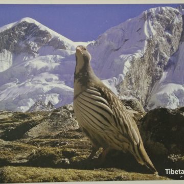 Bird of Himalayas-Tibetan Snowcock Maxi Cards