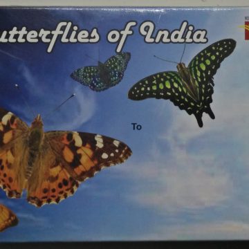 Butterflies of India Maxi Cards