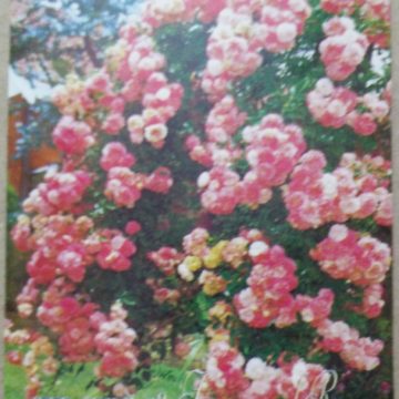 Fragrance of Roses Presentation Pack