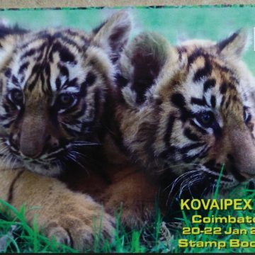 Leopard Cat (1) Presentation Pack