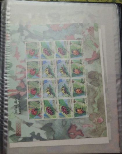 Lady bird Beetle Pack Presentation Pack - Image 2