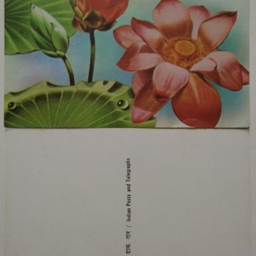 Lotus Maxi Cards